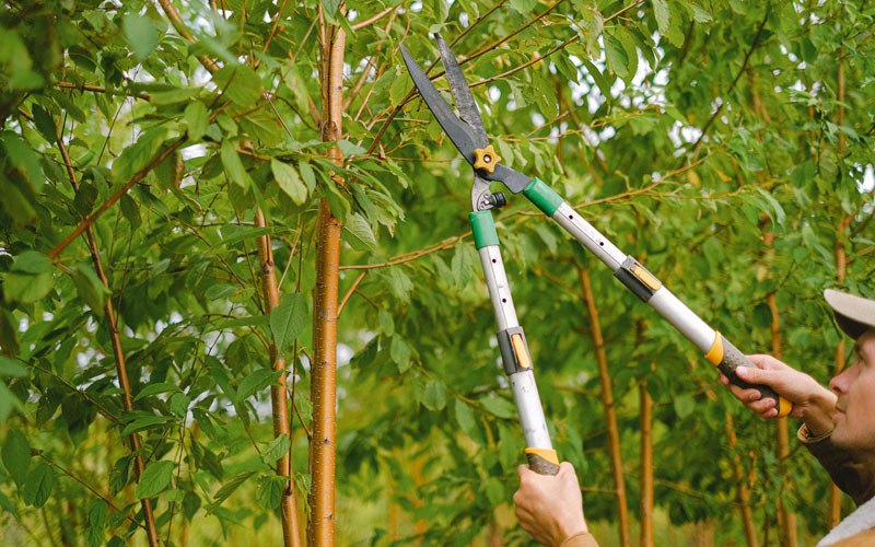 Tree trimming in Casselberry, FL